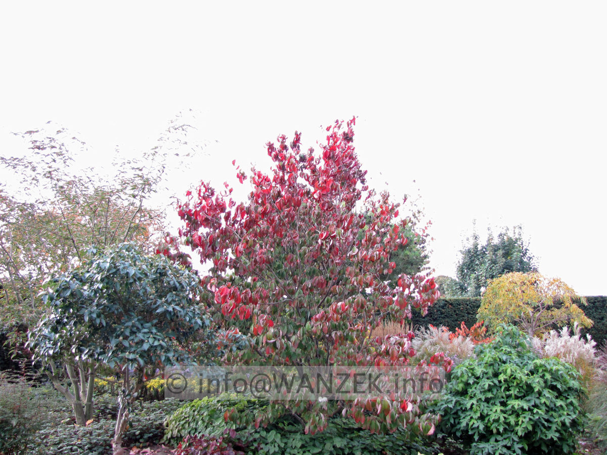 Cornus florida - Sol Herbst 1b.JPG